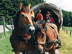 Planwagenfahrt durch das Sauerland